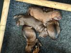 3 Jack Russel puppy’s te koop, Dieren en Toebehoren, Honden | Jack Russells en Terriërs, Rabiës (hondsdolheid), Jack Russell Terriër