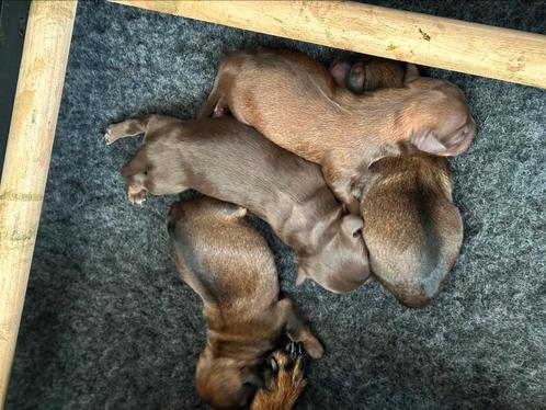 3 Jack Russel puppy’s te koop, Dieren en Toebehoren, Honden | Jack Russells en Terriërs, Meerdere dieren, Jack Russell Terriër