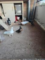 Takla, Dieren en Toebehoren, Vogels | Duiven, Meerdere dieren, Overige soorten