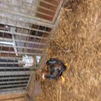 Wyandotte haantje zoekt baantje, Dieren en Toebehoren, Pluimvee, Mannelijk, Kip