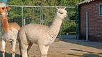 Alpaca merrie, Dieren en Toebehoren, Overige Dieren, Februari, Vrouwelijk