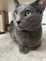 Dekkater Mavi Blauwe Rus (niet te Koop), Dieren en Toebehoren, Poes