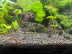 Garnalen rood neocaridina, Dieren en Toebehoren, Vissen | Aquariumvissen, Kreeft, Krab of Garnaal