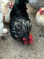 Serama haan, Dieren en Toebehoren, Mannelijk, Kip