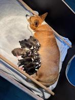 Welsh Corgi Gardigan pups met stamboom, Dieren en Toebehoren, Honden | Herdershonden en Veedrijvers, Overige rassen, 8 tot 15 weken