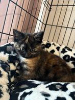 Twee lieve kittens, Dieren en Toebehoren, Katten en Kittens | Overige Katten, Poes, 0 tot 2 jaar