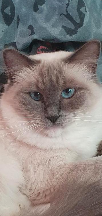 GEBOREN !!!Siamees/ Ragdoll kittens 🍼🍼🍼🍼 beschikbaar voor biedingen