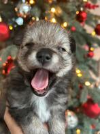 Pomchi pup, Reu, Eén hond, Klein, Nederland
