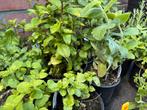 UITVERKOOP Groenten- en kruidenplantjes, Ophalen, Volle zon, Groenteplanten, Eenjarig
