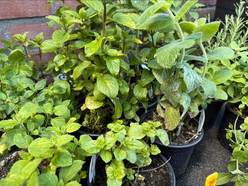 UITVERKOOP Groenten- en kruidenplantjes, Tuin en Terras, Planten | Tuinplanten, Eenjarig, Groenteplanten, Volle zon, Zomer, Ophalen