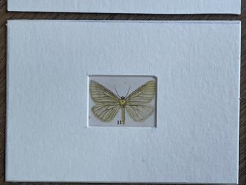 6x DECORATIEF Vlinders! 1910 110 jaar oud. Kirby beschikbaar voor biedingen