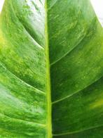 Philodendron melinonii variegated, Overige soorten, Minder dan 100 cm, Halfschaduw, Ophalen