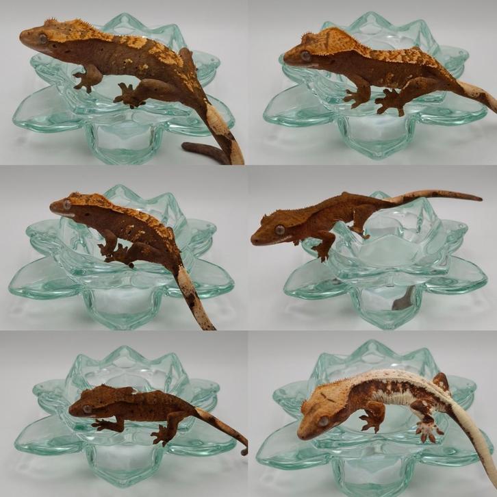 6 mooie jonge pos vrouw wimpergekko's / crested geckos (0.4)
