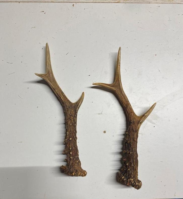 Mooie set reeën geweien., Verzamelen, Dierenverzamelingen, Nieuw, Gewei of Kop, Wild dier, Verzenden