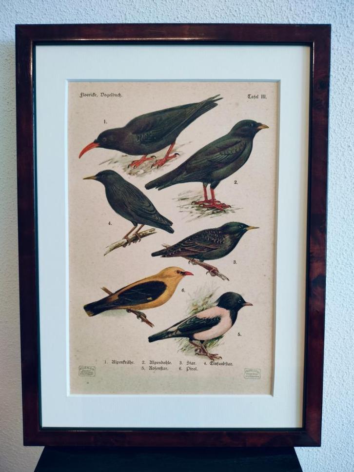 Litho Floericke Kraai Spreeuw Wielewaal Kauw 1922, Antiek en Kunst, Kunst | Litho's en Zeefdrukken, Ophalen of Verzenden