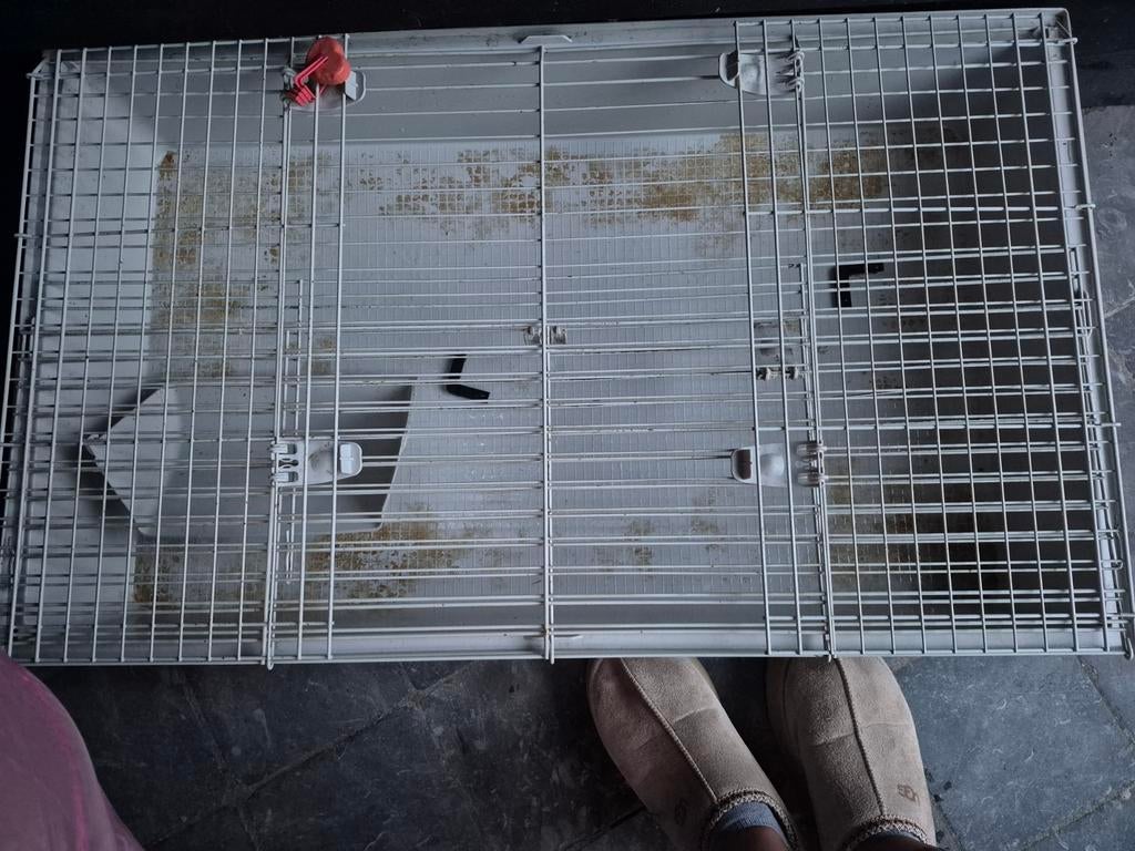 Cavia kooi, Dieren en Toebehoren, Knaagdieren en Konijnen | Hokken en Kooien, Kooi, Gebruikt, 75 tot 110 cm, Cavia