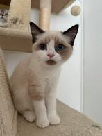 Britse korthaar langhaar kittens 2, Ontwormd, 0 tot 2 jaar