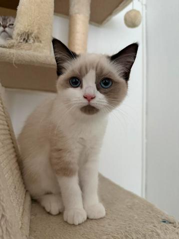 Britse korthaar langhaar kittens 2 beschikbaar voor biedingen