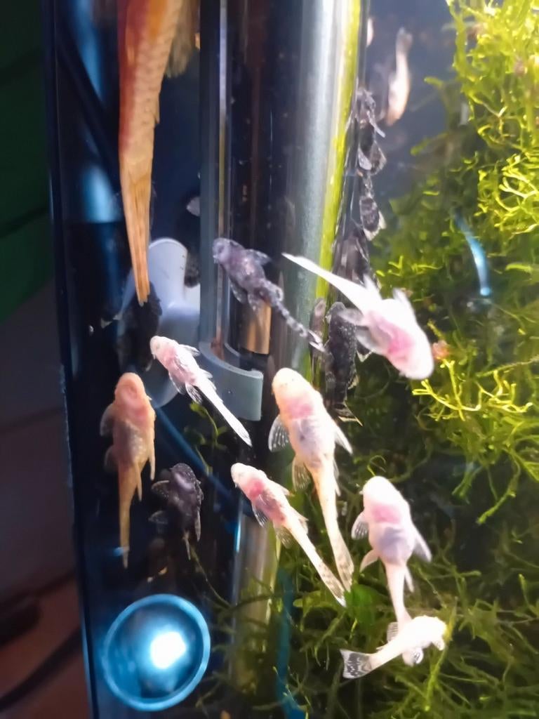 Albino en wild kleur ancistrussen€1.00  Alleen ophalen, Dieren en Toebehoren, Vissen | Aquariumvissen, Vis