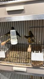 Bonte kanaries, Dieren en Toebehoren, Vogels | Kanaries, Meerdere dieren, Kleurkanarie