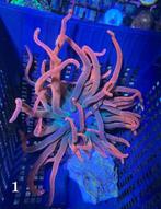 LPS en Soft koralen, gezonde stekken, scherpe prijs!, Dieren en Toebehoren, Ophalen of Verzenden, Nieuw, Overige typen