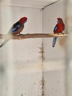 2 penant poppen., Dieren en Toebehoren, Vogels | Parkieten en Papegaaien, Vrouwelijk, Parkiet