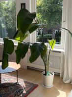 Mooie Strelizia, Ophalen, Overige soorten, In pot, 150 tot 200 cm