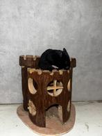 Jonge goudhamster, Dieren en Toebehoren, Knaagdieren, Hamster, Mannelijk, Januari, Tam