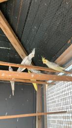 Jongen Valkparkieten te koop, Dieren en Toebehoren, Geslacht onbekend, Parkiet, Geringd