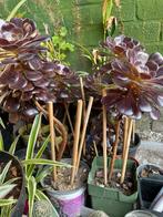 Aeonium, Ophalen, Vetplant, Minder dan 100 cm