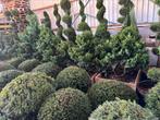 Cham.obt.Nana gracilis solitair planten, Ophalen of Verzenden, Zomer, Overige soorten, Halfschaduw