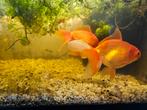 2 goudvissen (15cm), Dieren en Toebehoren, Vissen | Vijvervissen, Goudvis(sen)
