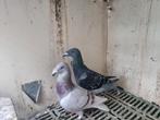 Voight, Dieren en Toebehoren, Vogels | Duiven