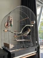 Valkparkiet + toebehoren, Ophalen, Zo goed als nieuw, Metaal, Vogelkooi