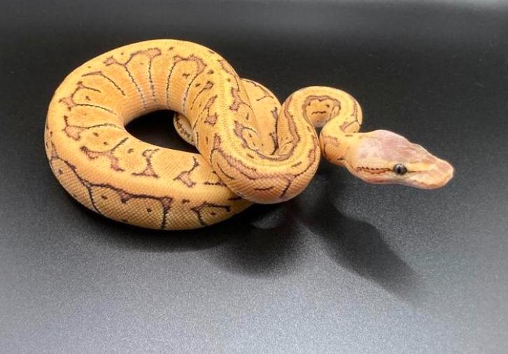 1.0 Lemonblast DH Hypo Clown ball python regius te koop, Dieren en Toebehoren, Reptielen en Amfibieën, Slang, 0 tot 2 jaar, Tam