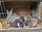 Konijnen, Dieren en Toebehoren, Konijnen, Meerdere dieren, Groot