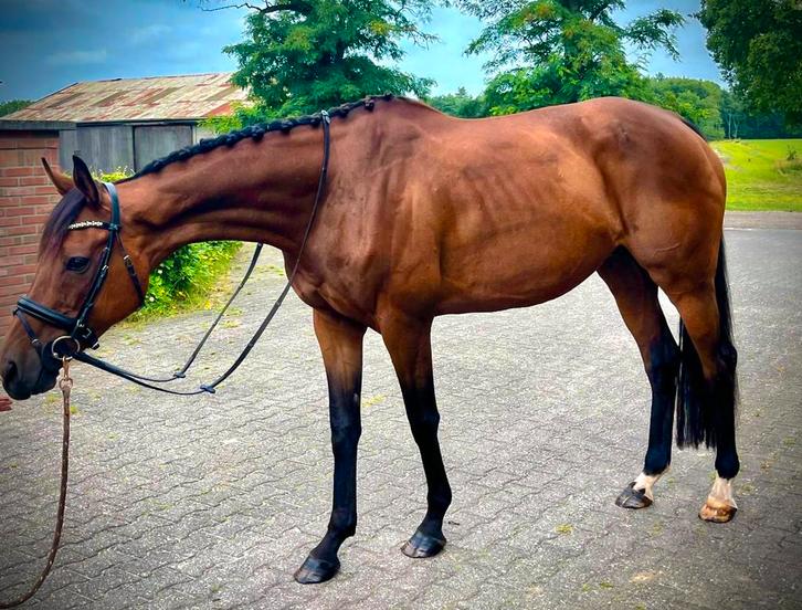 Recreatie paard, Dieren en Toebehoren, Paarden, Merrie, B, 160 tot 165 cm, 7 tot 10 jaar, Recreatiepaard