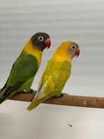 Agapornis personata 2026 blauw en pastel, Dieren en Toebehoren, Vogels | Parkieten en Papegaaien, Meerdere dieren, Dwergpapegaai of Agapornis