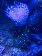 Lederpadestoel, sterpoliep, zoanthus nuclear death, Dieren en Toebehoren, Vissen | Aquariumvissen, Vis
