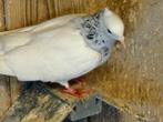 Duiven - Hoogvliegers - zilver toghi, Dieren en Toebehoren, Meerdere dieren, Overige soorten