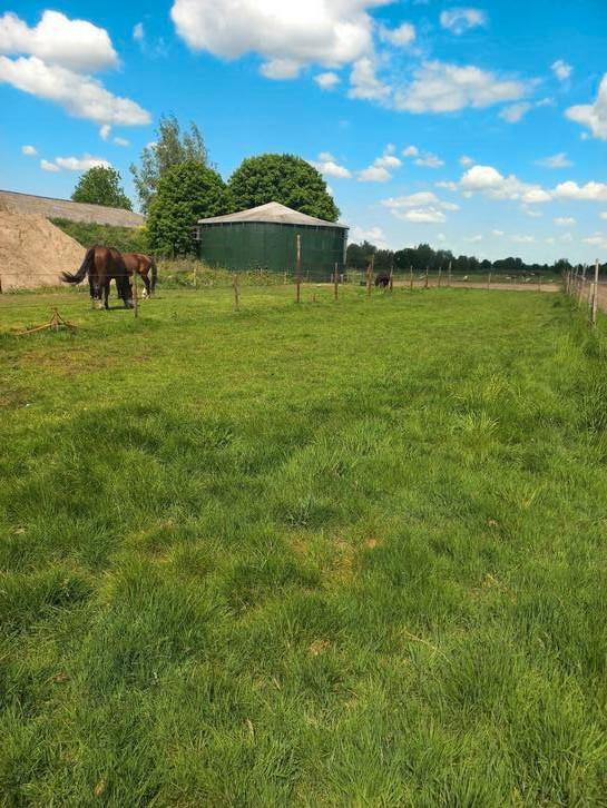 Wei 2 plek hp vrij paard pony achter woonhuis met toezicht, Dieren en Toebehoren, Stalling en Weidegang