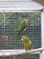 3 koppels aratinga, Dieren en Toebehoren, Vogels | Parkieten en Papegaaien, Meerdere dieren, Papegaai