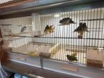 Gouldamedine’s en papegaai amedine’s, Dieren en Toebehoren, Vogels | Kanaries, Meerdere dieren