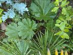 Gunnera manicata de echte!, Ophalen, Overige soorten, Volle zon