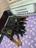 Rottweiler Puppy's, Dieren en Toebehoren, Reu, 8 tot 15 weken, Meerdere, Rottweiler
