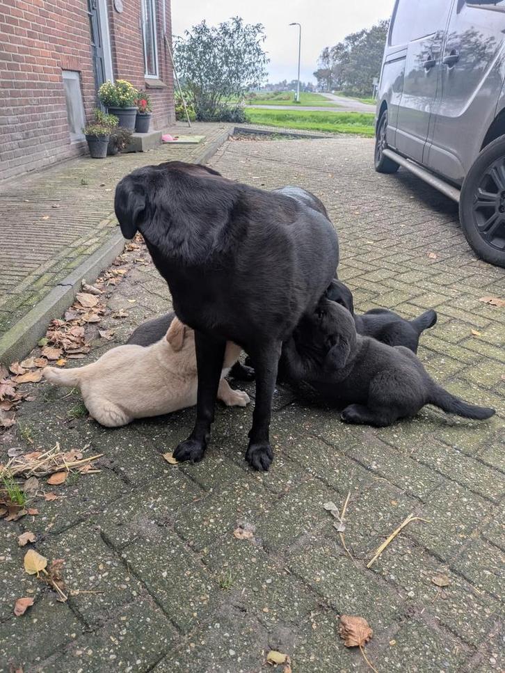 Labrador x Berner Sennen pups, Dieren en Toebehoren, Honden | Retrievers, Spaniëls en Waterhonden, Reu, Labrador retriever, Particulier