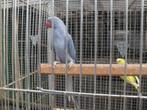 derbyan /barnard/roodvleugels, Dieren en Toebehoren, Vogels | Parkieten en Papegaaien, Meerdere dieren, Parkiet, Tam