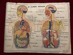 Anatomische Schoolplaat - Le Corps Humain/Nos Muscles, Ophalen of Verzenden, Natuur en Biologie