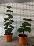 tuin bonsai, Tuin en Terras, Ophalen