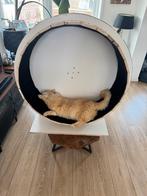 DIY catwheel – Ideaal om te testen of je kat het leuk vindt!, Dieren en Toebehoren, Kattenspeelgoed, Ophalen, Gebruikt, Overig speelgoed